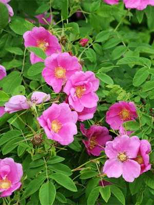 Rosehip: botanical description, care and cultivation