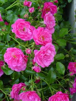 Rosehip: botanical description, care and cultivation
