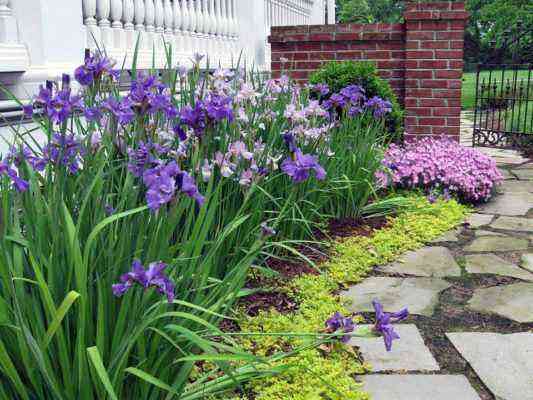 Irises and subulate phlox