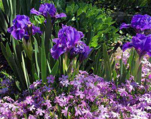 Irises and subulate phlox