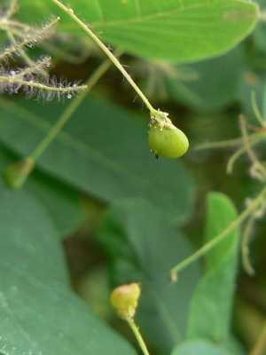 Scumpia: description and care of the bush