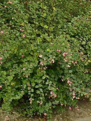 Snowberry: description and cultivation in the garden