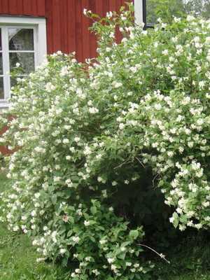 Snowberry: description and cultivation in the garden
