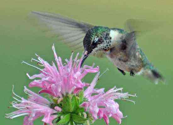 Monarda and hummingbird