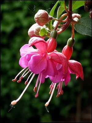 Fuchsia: description, care and reproduction