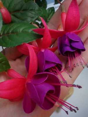Fuchsia: description, care and reproduction