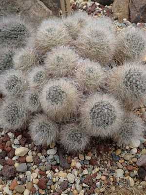 Mammillaria: features of species and growing conditions
