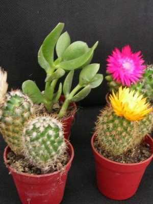Mammillaria: features of species and growing conditions