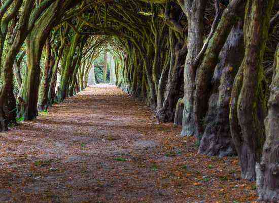 Yew Tunnel in Great Britain