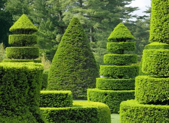 Yew in topiary