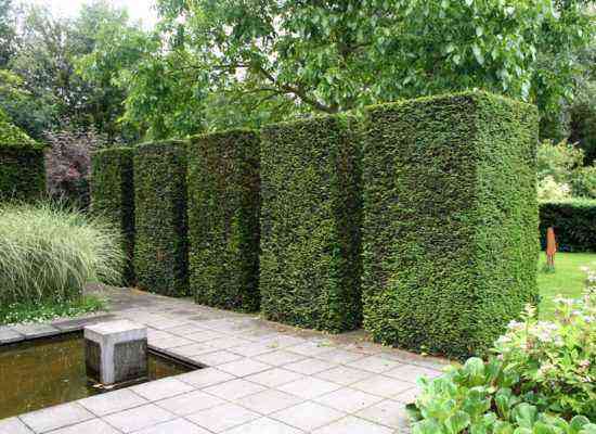 Yew hedge