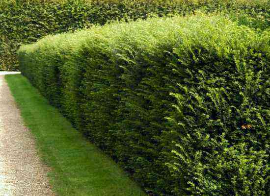 Live yew hedge