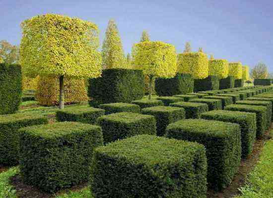 Yew in topiary