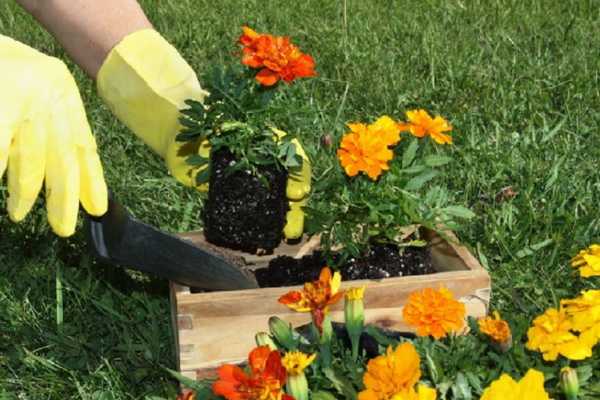 How to set up a flower garden and how to care for it