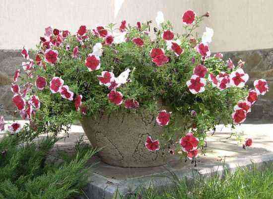 Petunia in flowerpots