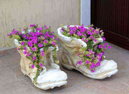 Petunia in shoes