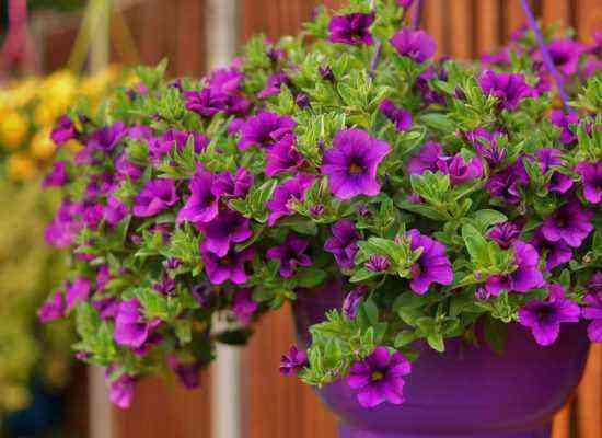 Petunia in containers