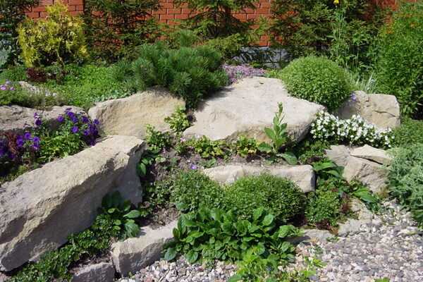 Plants for rockeries: selection and planting