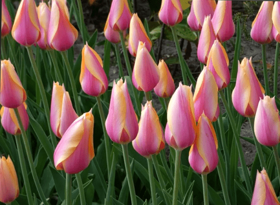 Tulip Blushing Lady