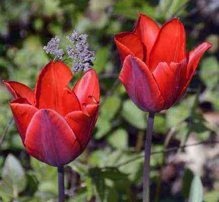 Tulip Couler Cardinal