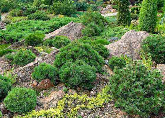 Chalet-style hillside plants