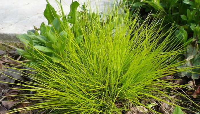 Using herbs in garden design