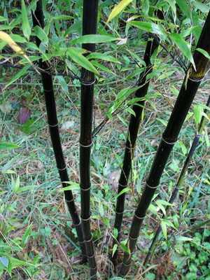 Decorative types of bamboos