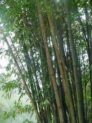 Decorative types of bamboos