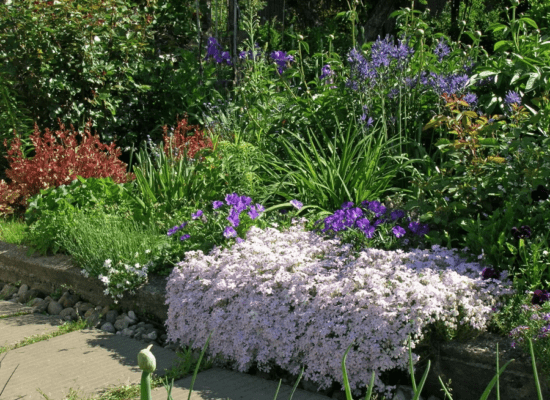 Phlox in flower beds