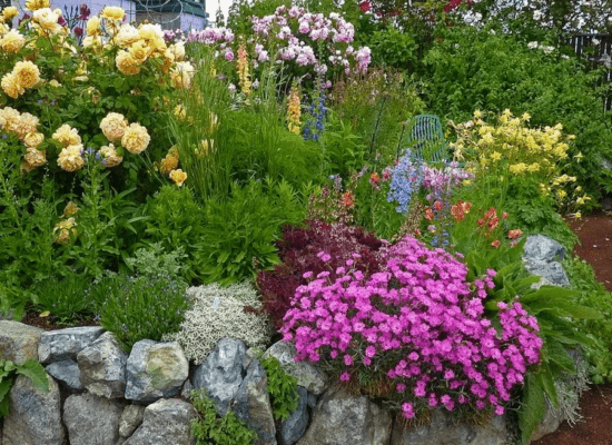 Phlox in flower beds