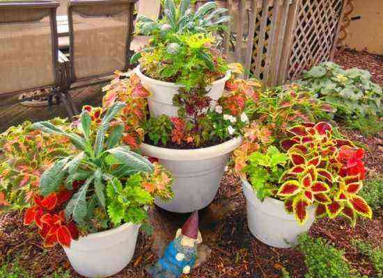 Coleus in flower pots