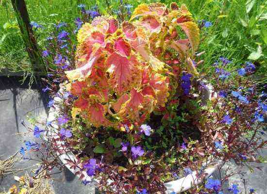 Coleus in flowerpots