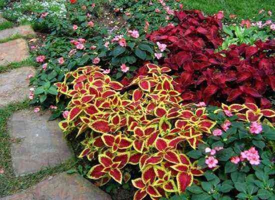 Coleus by the track