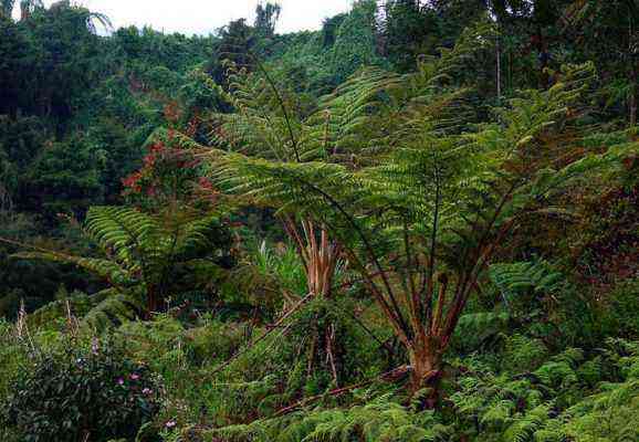 Tree fern in Australia