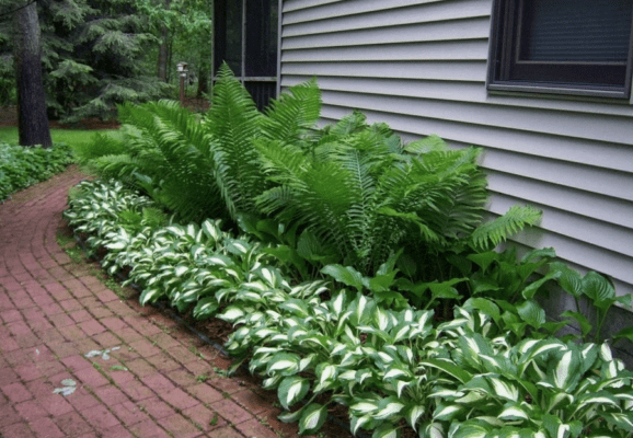 Fern at home