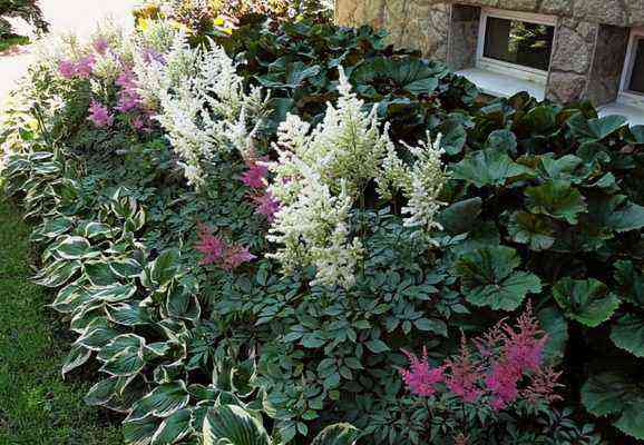 Astilbes and hosts