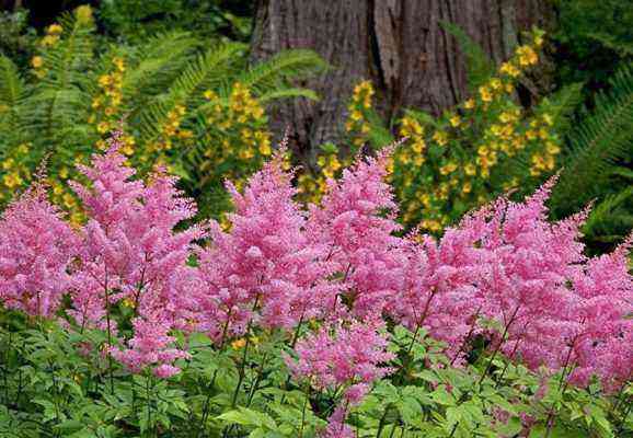 Astilbe against the background of trees and bushes