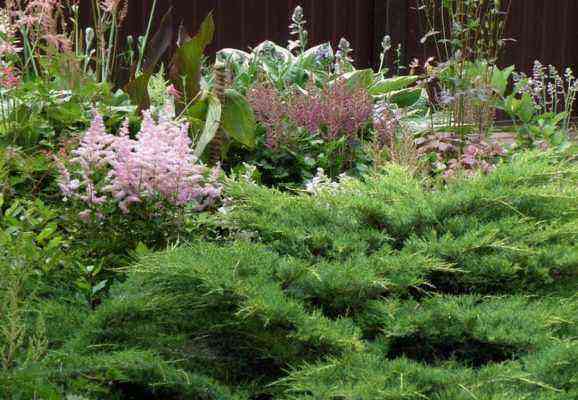 Astilbe and juniper Astilbe in parks and gardens Astilbe in parks and gardens