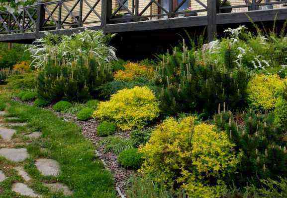 Spirea with conifers in the landscape
