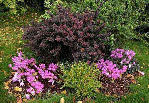 Japanese spirea on flower beds and flower beds
