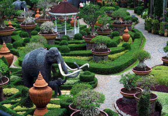 Thuja in the tropical garden Nong Nooch