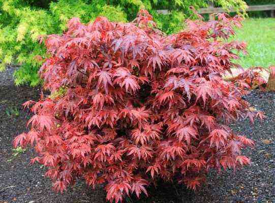 Red japanese maple