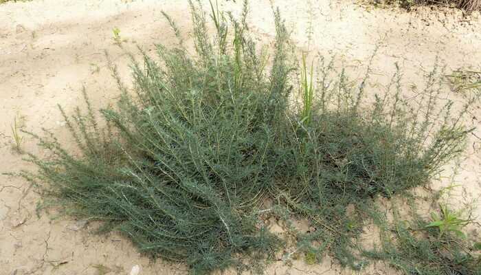Cochia: species and varieties, outdoor cultivation