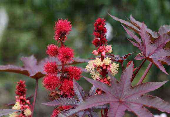 Castor bean flowers and fruits