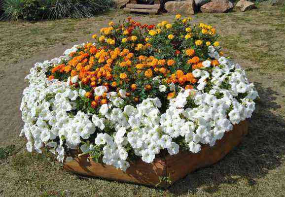Zinnias in a round flowerbed