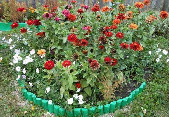 Zinnias in a round flowerbed