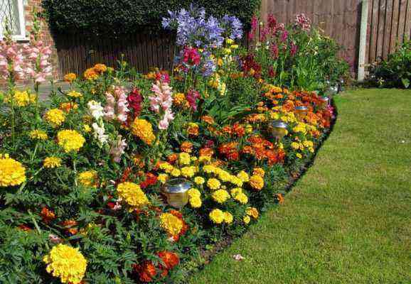 Zinnias and marigolds in a mixborder