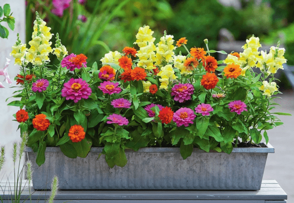 Zinnia in containers