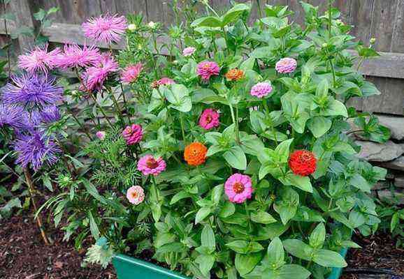 Zinnia in containers