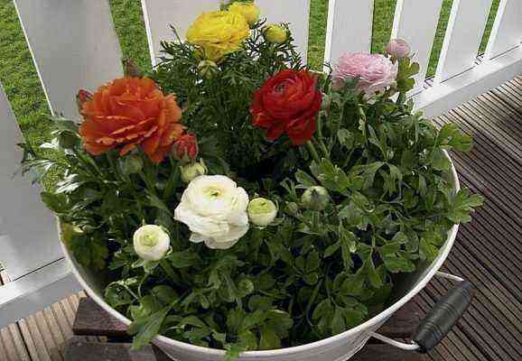 Garden buttercups in flowerpots